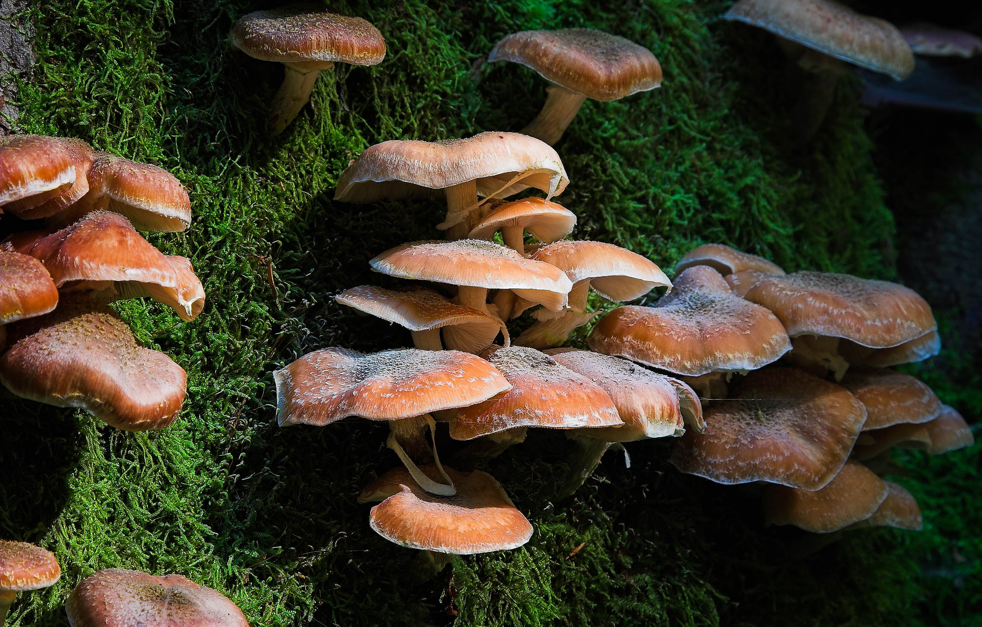 Mushrooms in fall